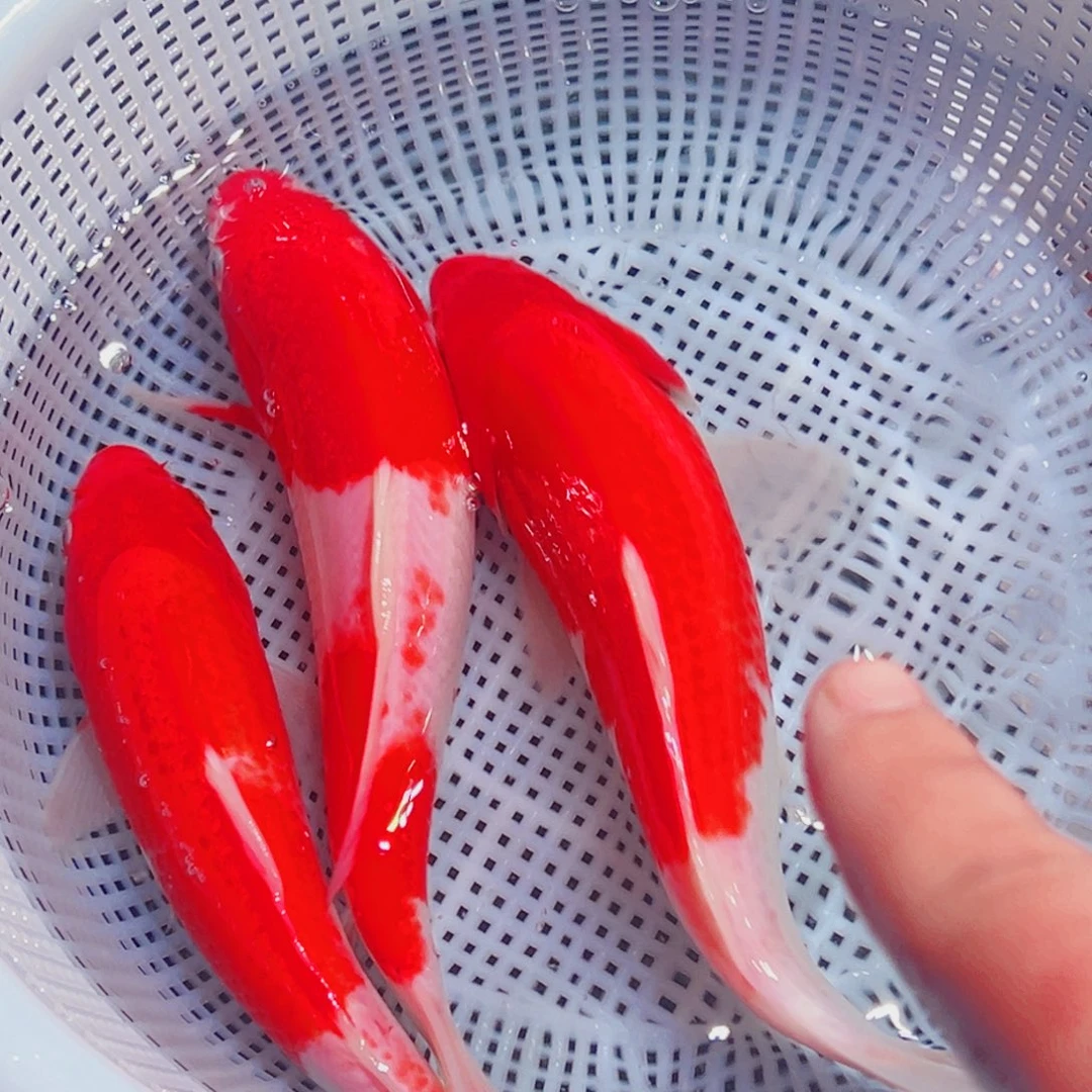 锦鲤锦鲤观赏鱼1111
