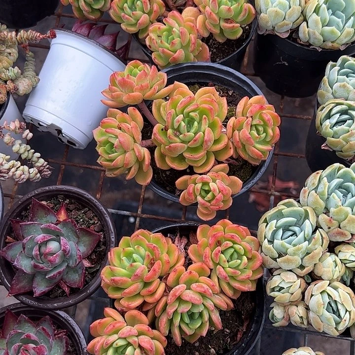 爱玛橙多肉植物精品