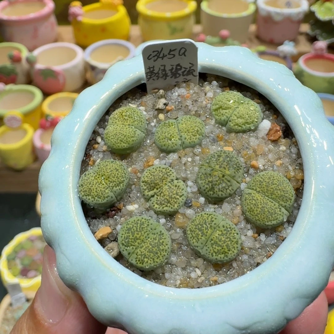 蘑菇1142黄绿碧琉璃多肉植物