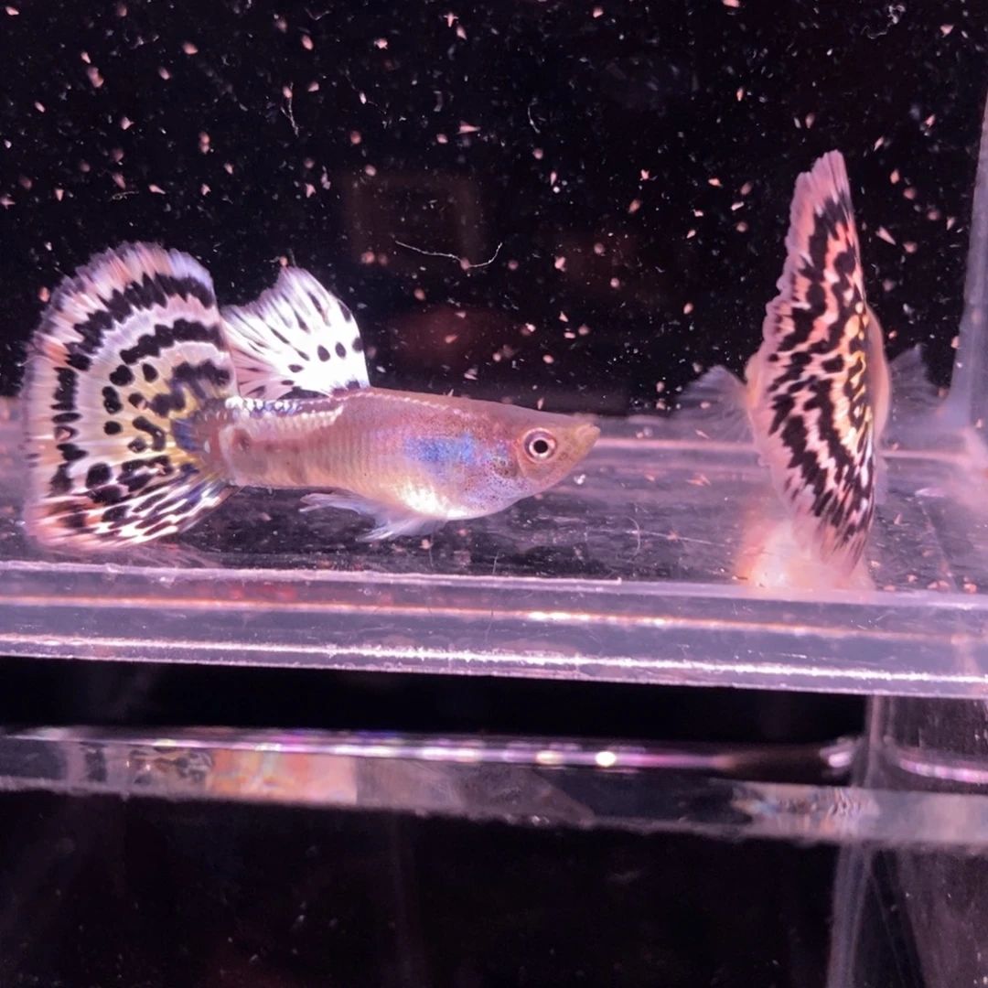 孔雀鱼进口半月尾一对