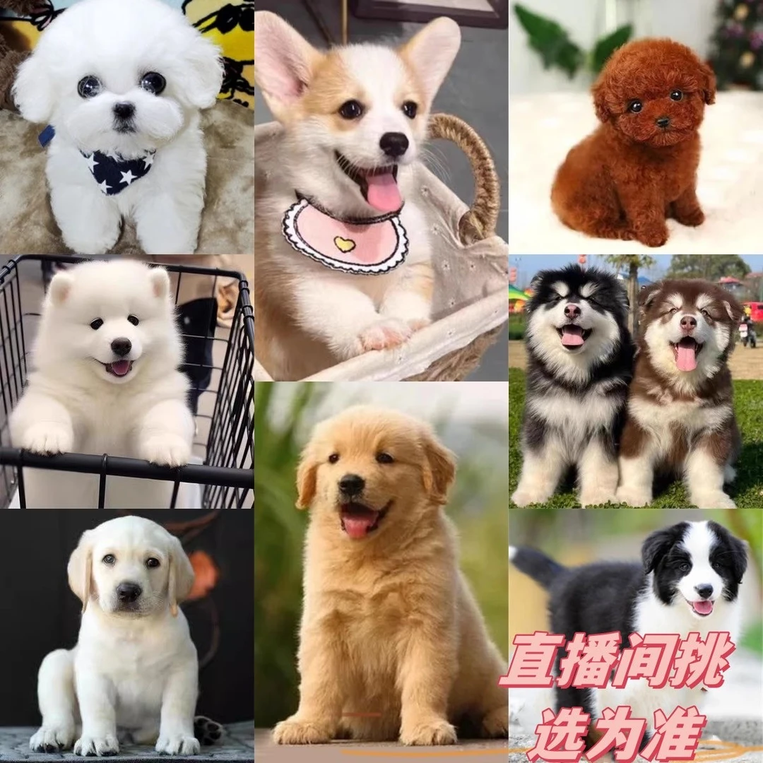 纯种犬舍家养幼犬直播间挑选
