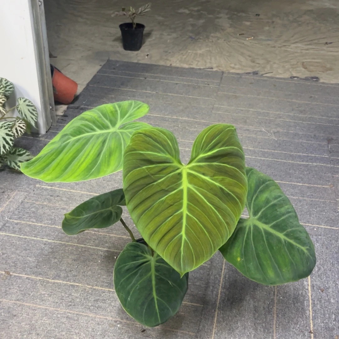 无花朵0006老叶消耗暇疵