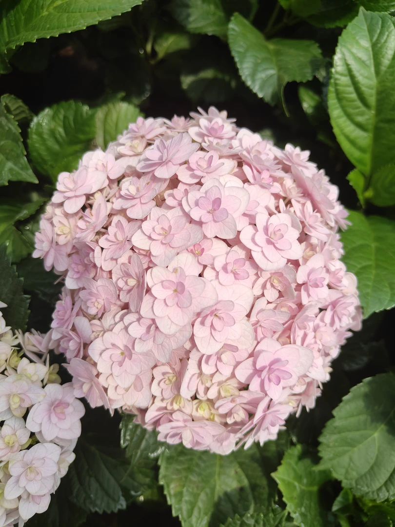 【青棵】大花绣球花花手鞠粉色原盆庭院阳台绿植花卉基地直发