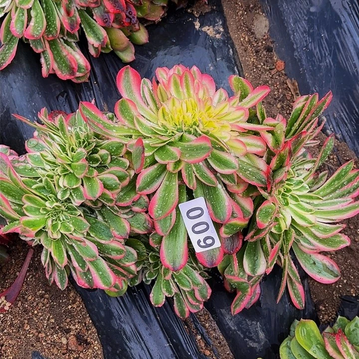 009男神多肉植物处理不售后缀化