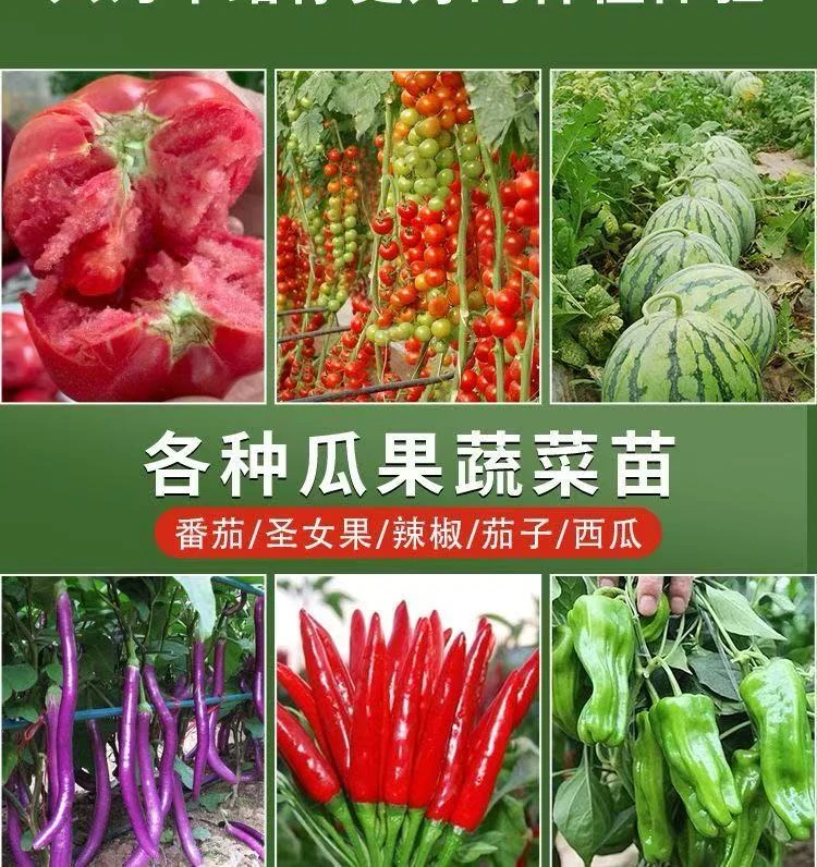 高产各种秧苗四季辣椒苗特朝天椒盆栽对版蔬菜苗小米亿辉农品坊