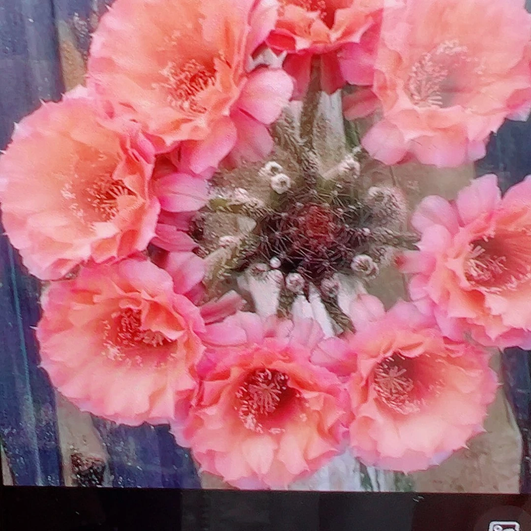彩草 睡美人 侧芽 满20包邮