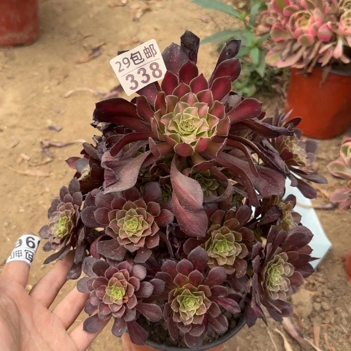 红铜中班……多肉植物……