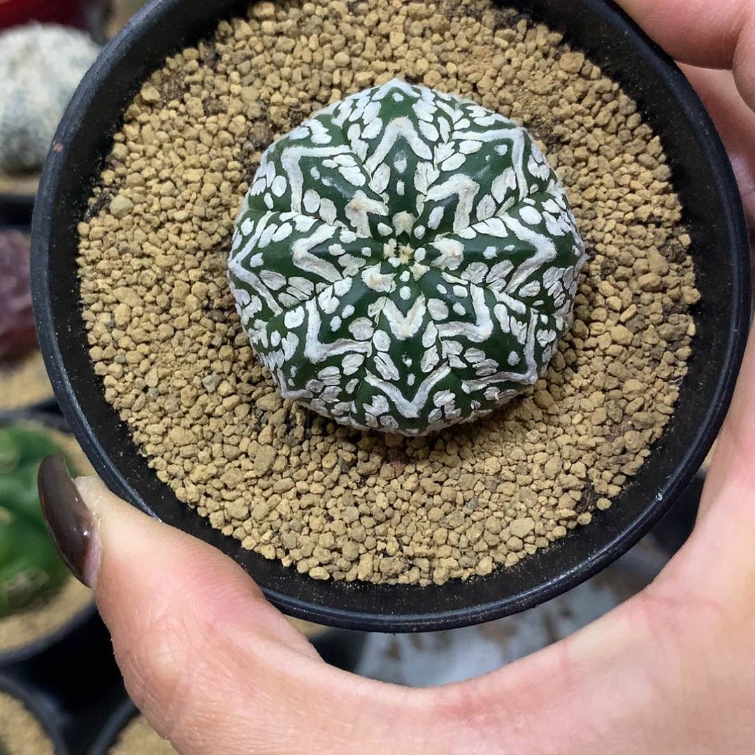 实生根V兜仙人球11