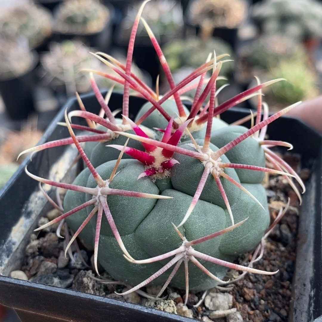 植播园艺958高木绯冠龙