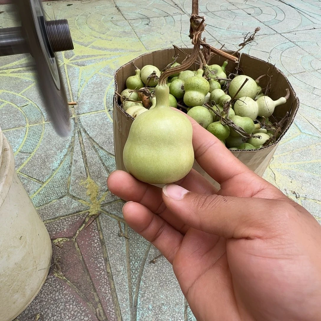 ****文恭喜发财纯天然葫芦