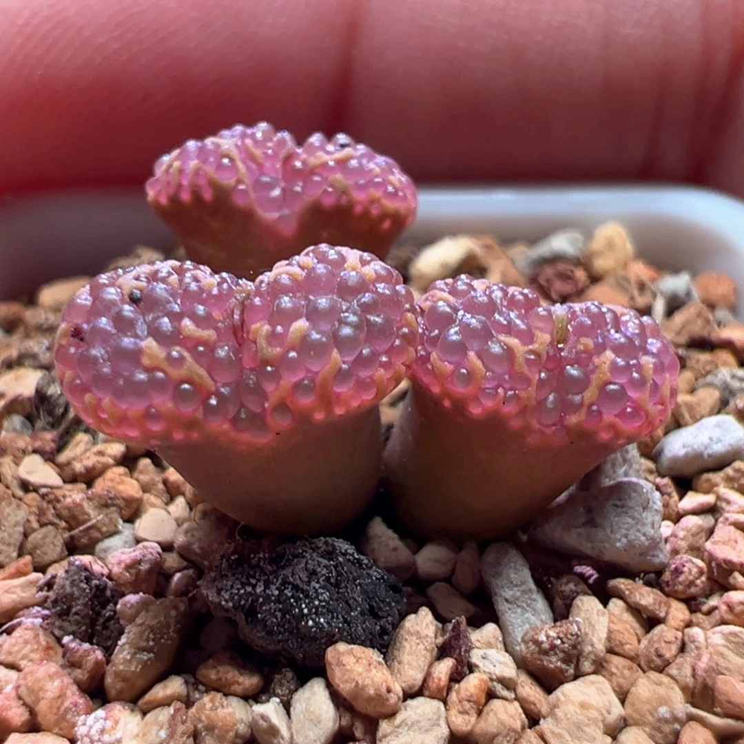 0566，东五勋章，肉锥植物