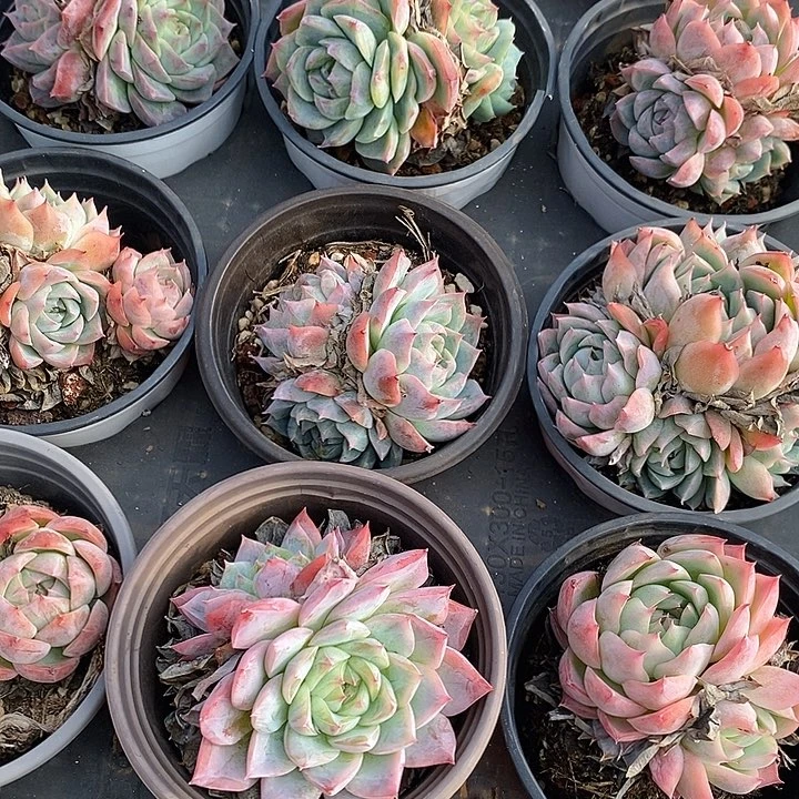 团。孤星小圆盆。福利多多