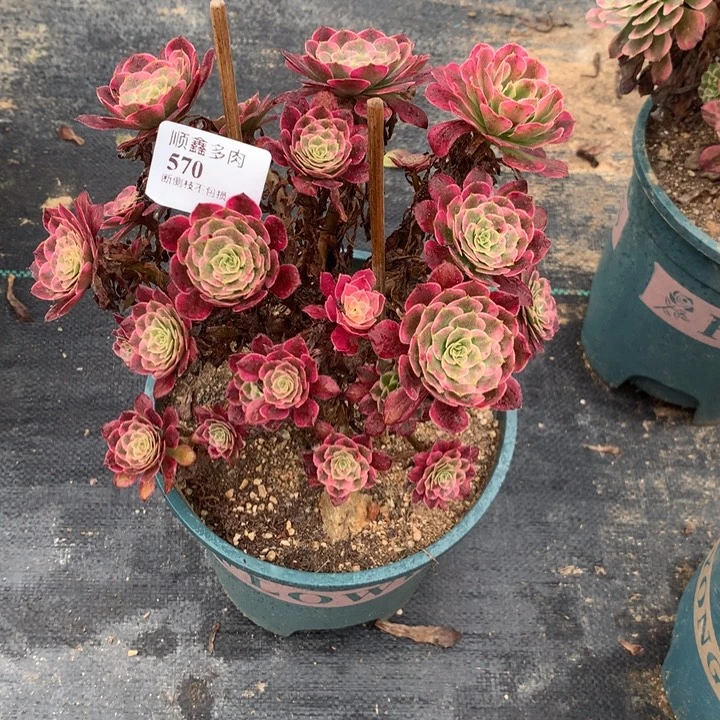 570霁月多肉植物特价