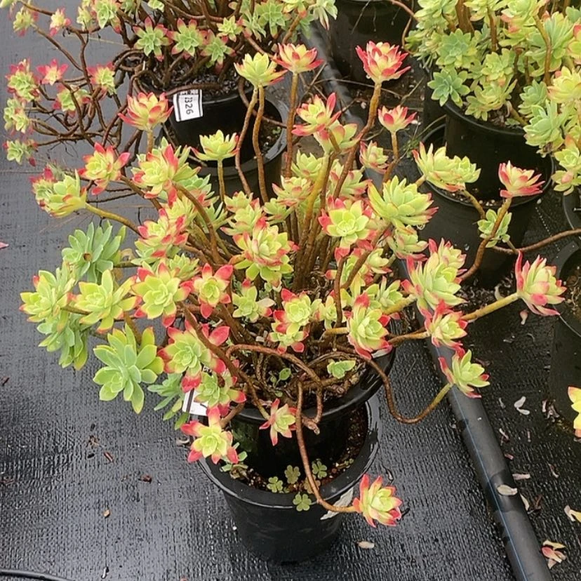 【闪购商品】伊*陈薄化妆2327