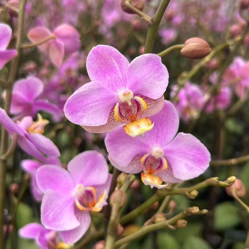 【送花盆】蝴蝶兰满天粉粉色清新雅致室内绿植花卉好养