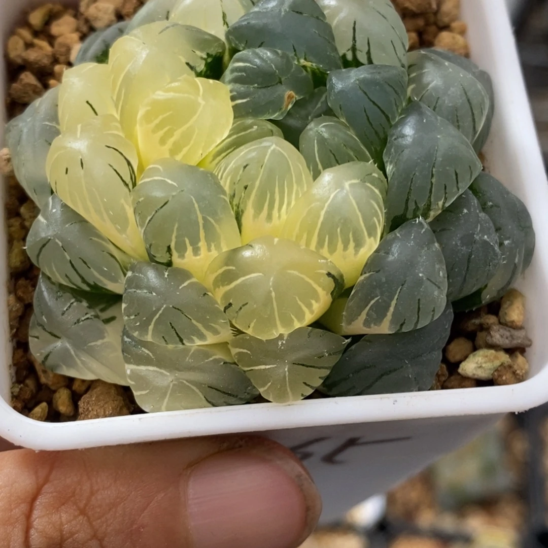 88号实生玉露锦湖水