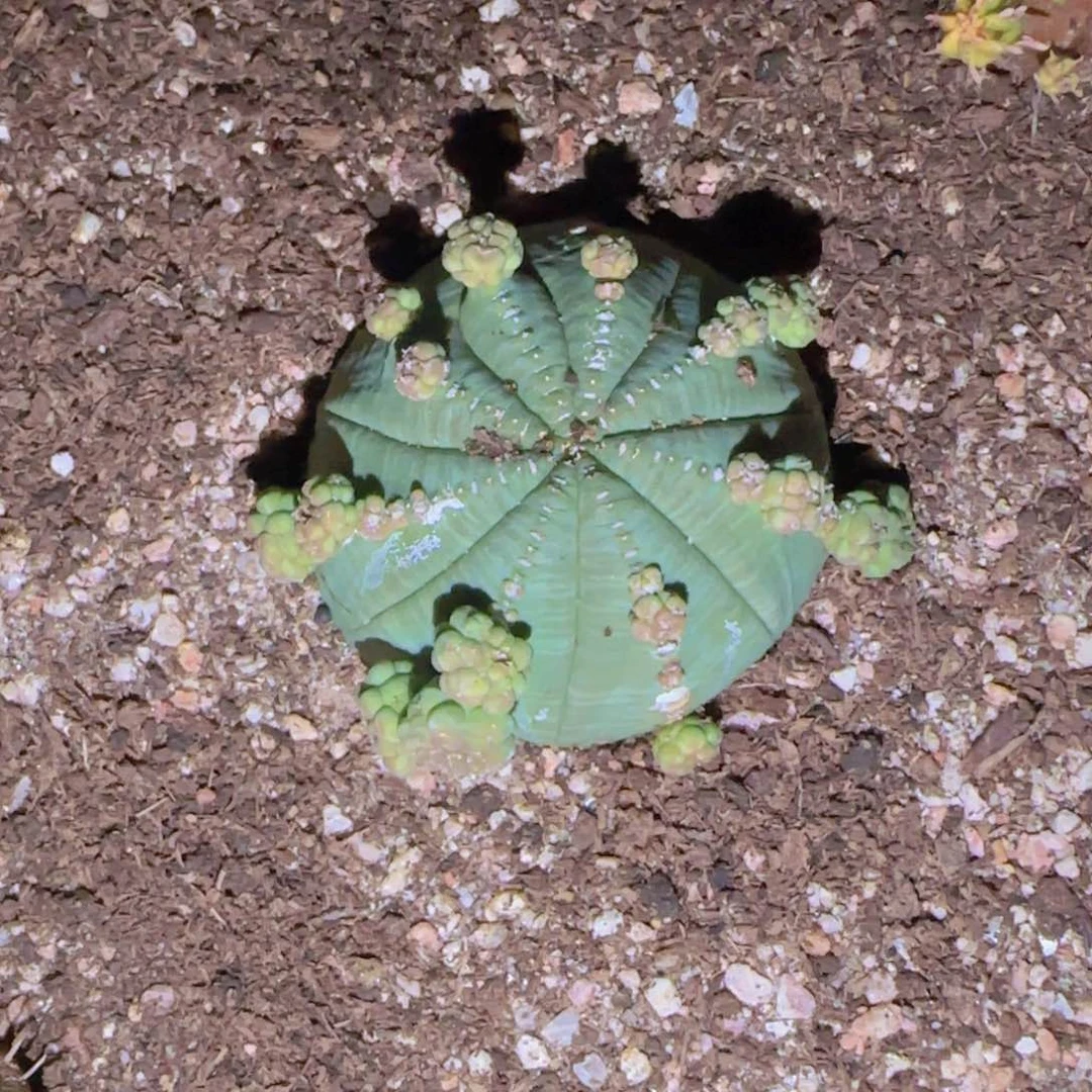 块根植物块根植物
