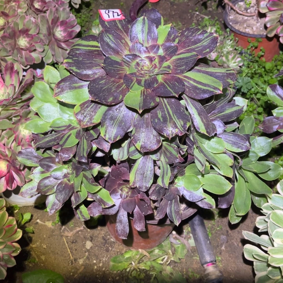 972多肉植物花斑鹿