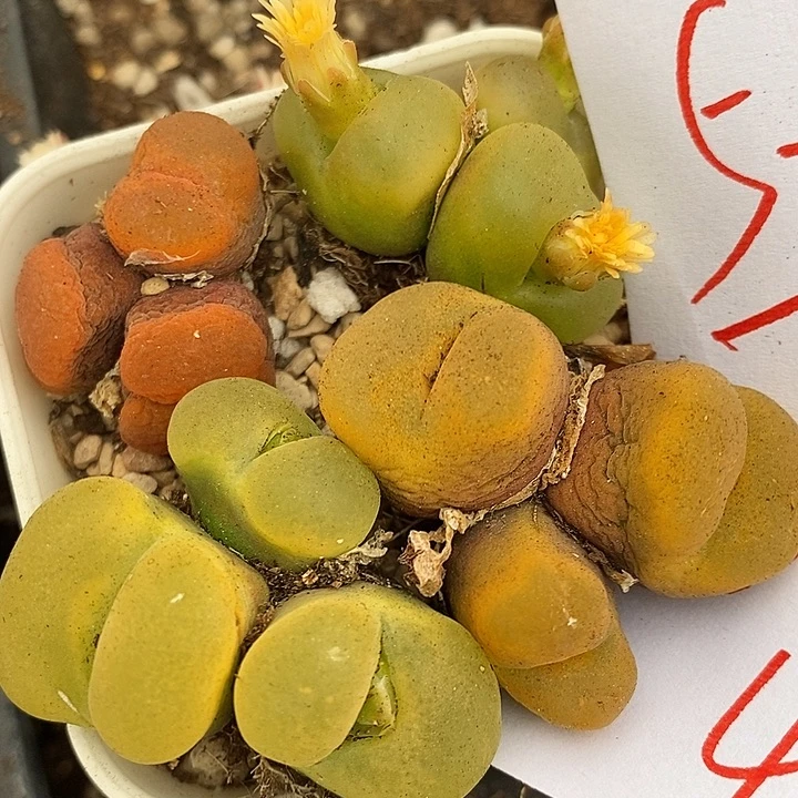 523四头三头一组。