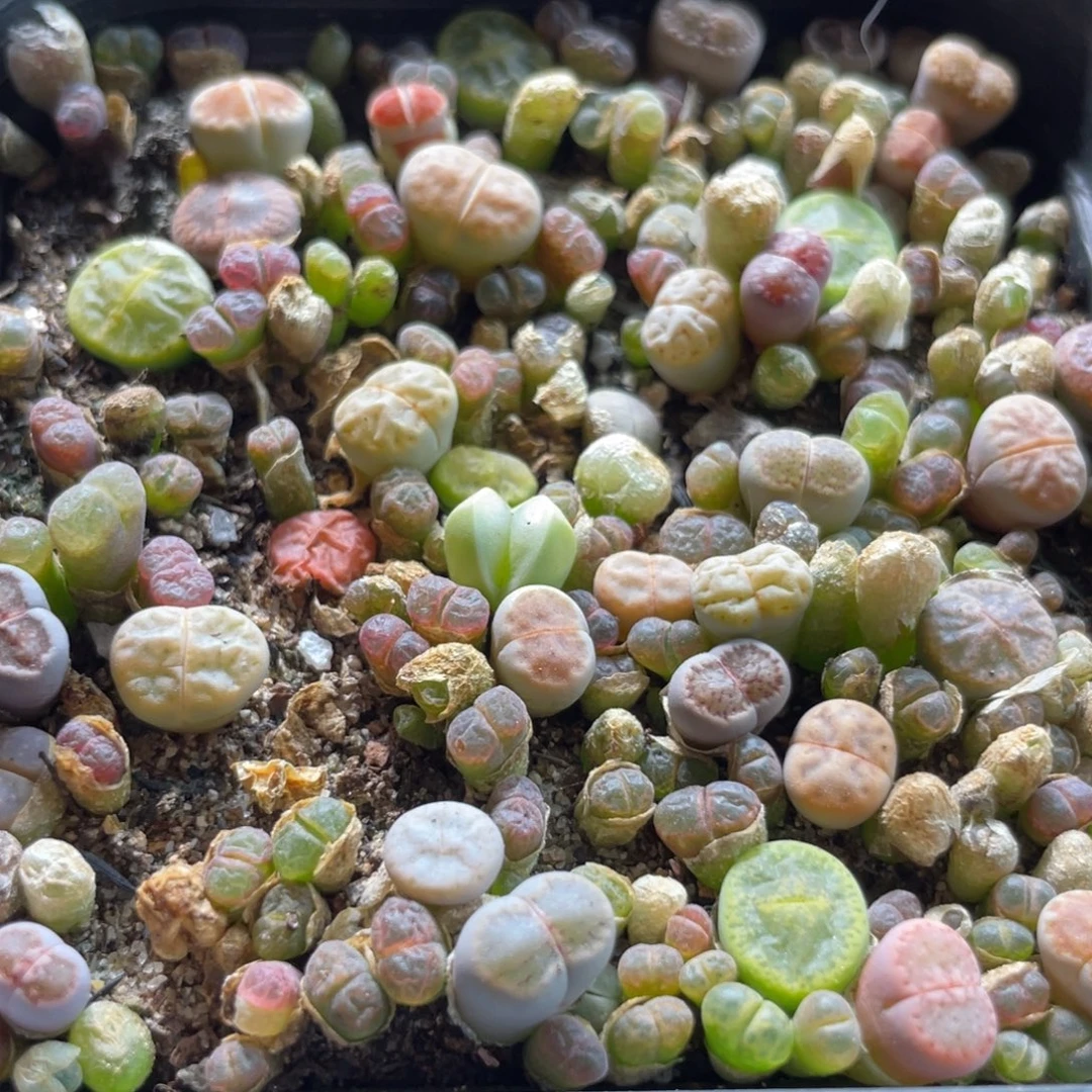 一物一拍大盆特价～38