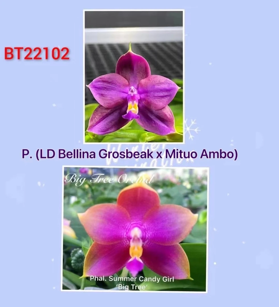 原生蝴蝶兰BT22102贝利娜大嘴鸟交弥陀安波花苗（1.7寸杯）