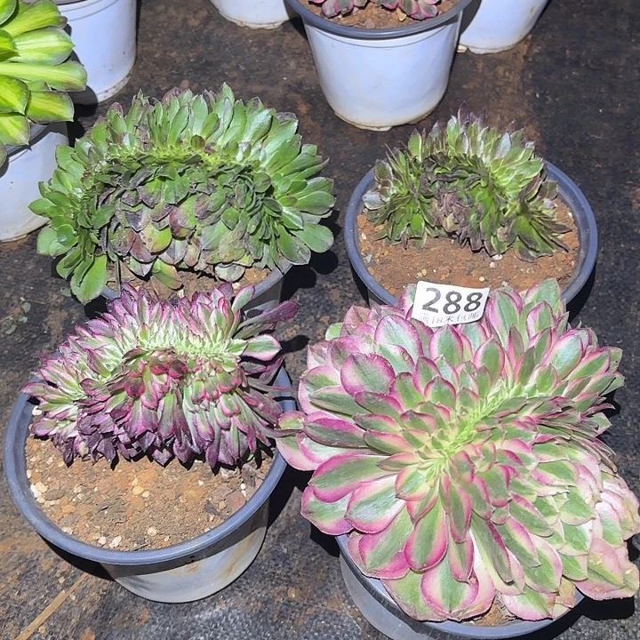 288缀化组合诺米多肉法师锦不包售后