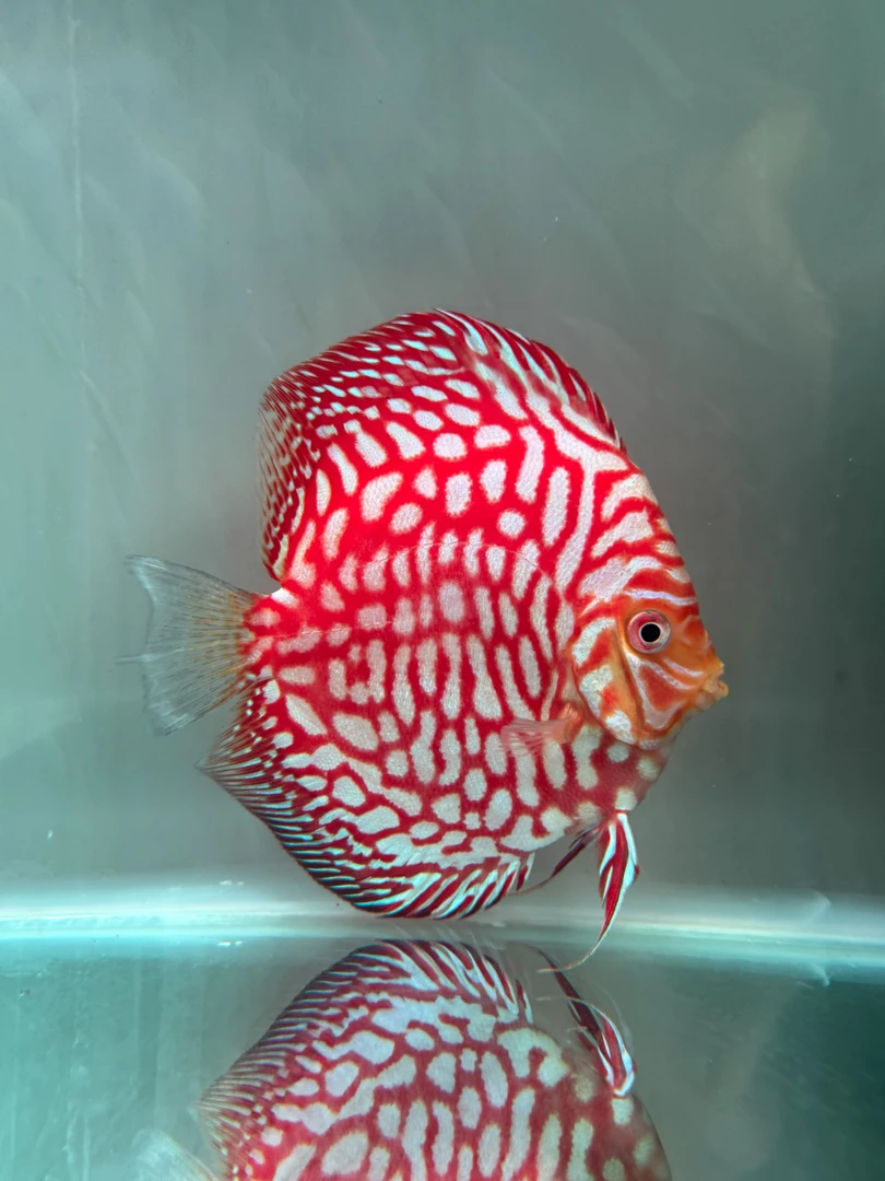 直播专用七彩神仙鱼观赏鱼七彩观赏