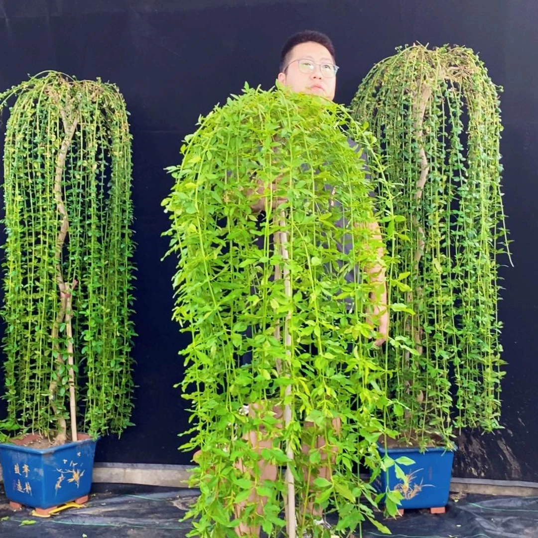 探春花，一物一拍，