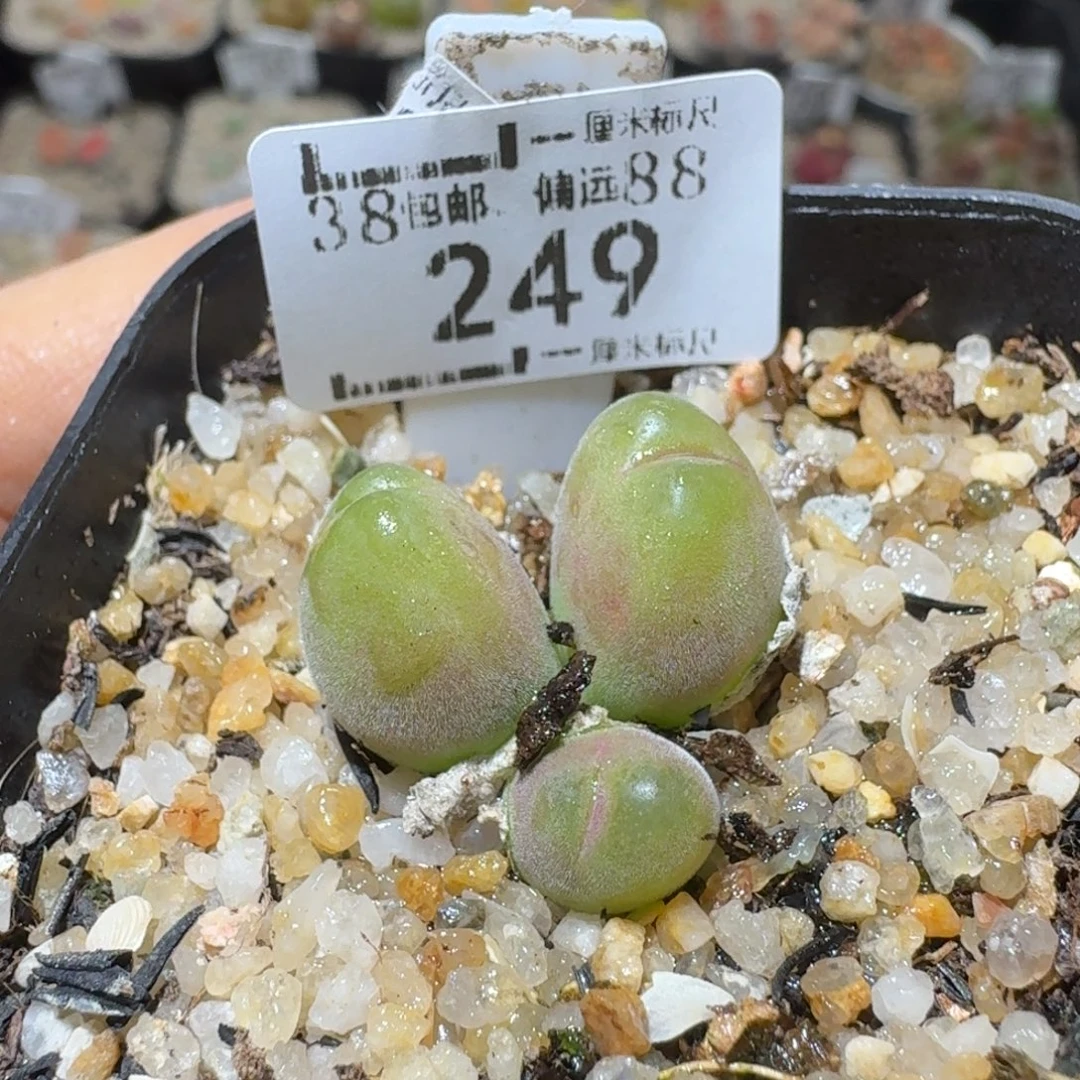Sss精品清仓款249