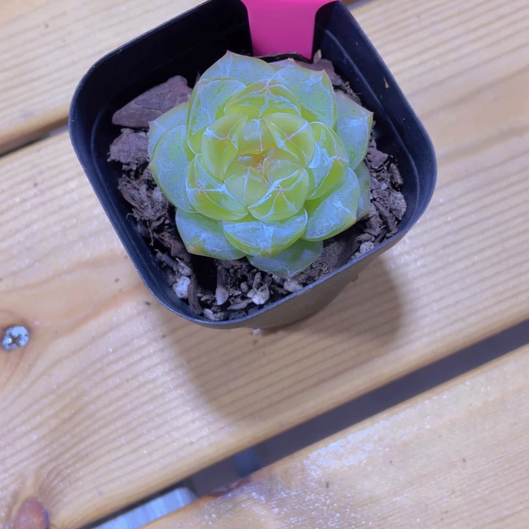 1350号 厚叶绿透珍妮