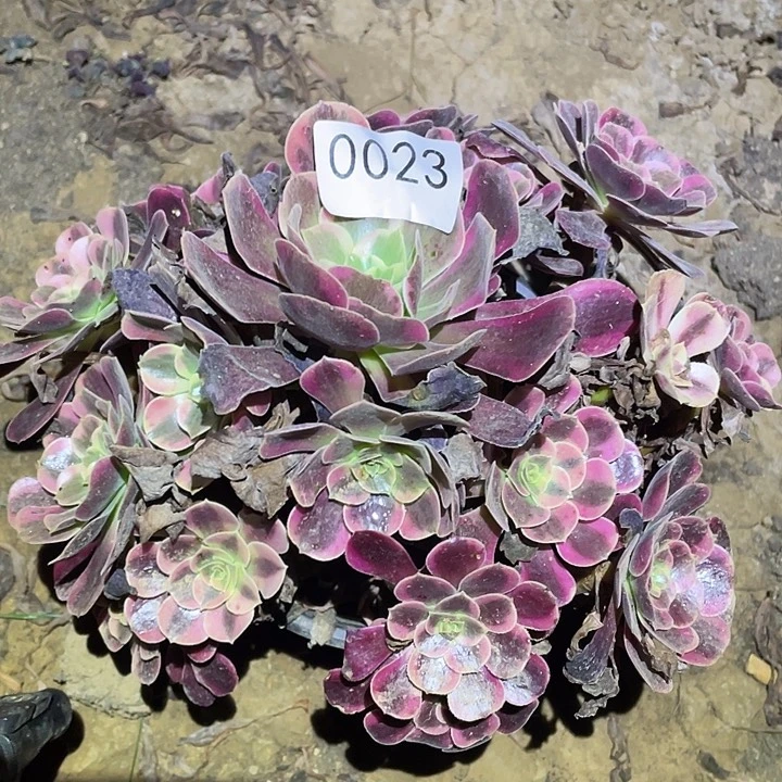 多肉植物法师23凤冠