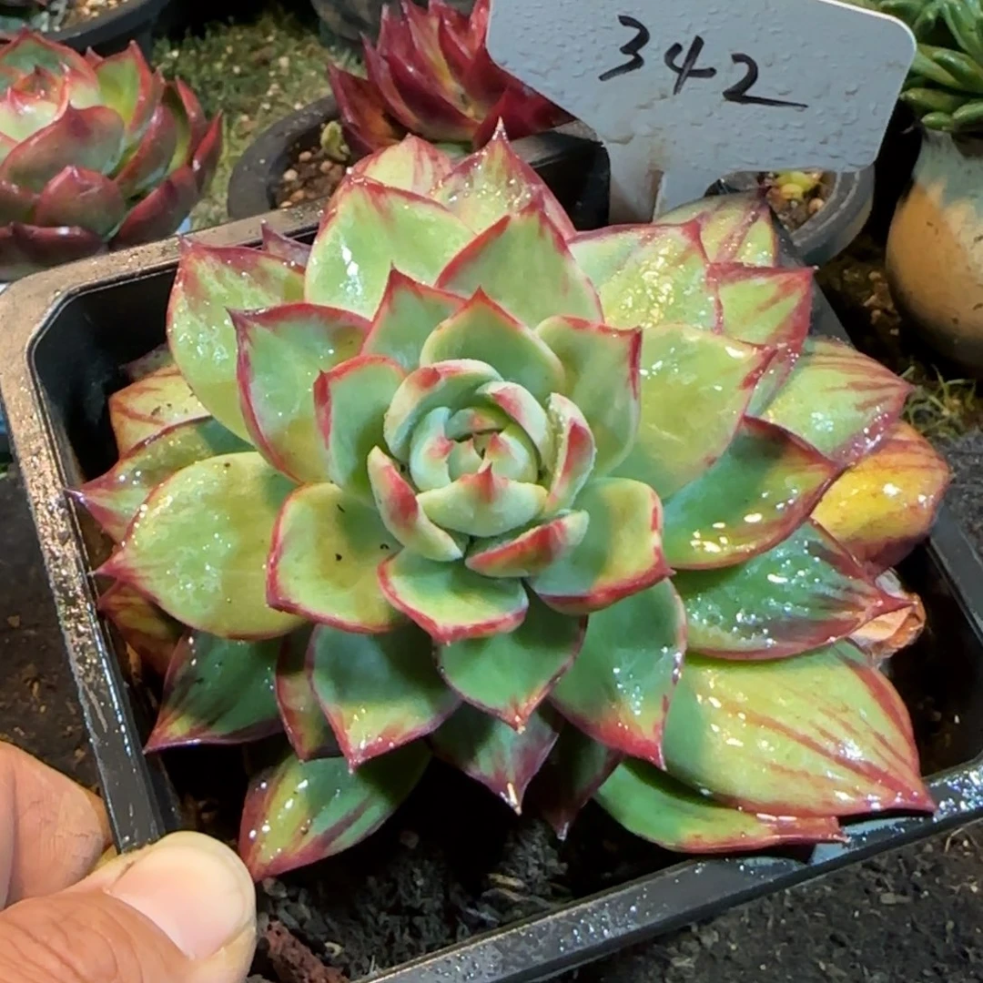 惊鸿一物一拍包装收缩花旱342