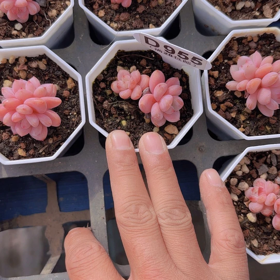 梦**境A955星星雪一物一拍