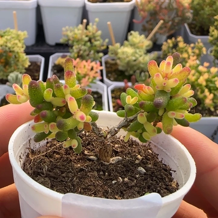 046-假飞机猪植物枝干