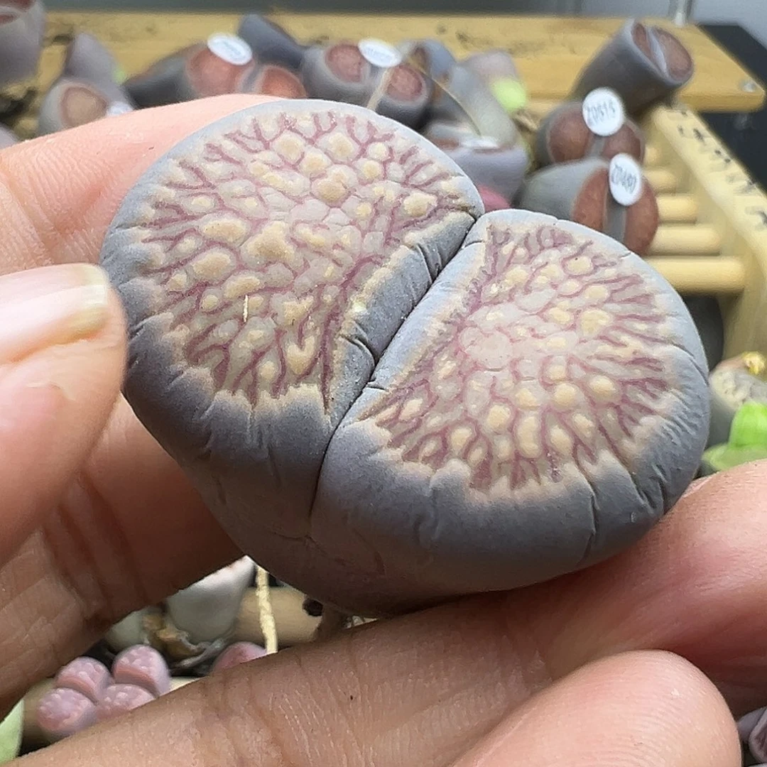 534炸11111111111111