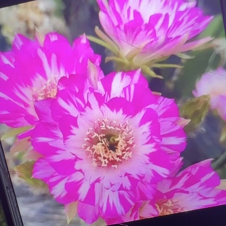 妖碟侧芽3公分左右丽花