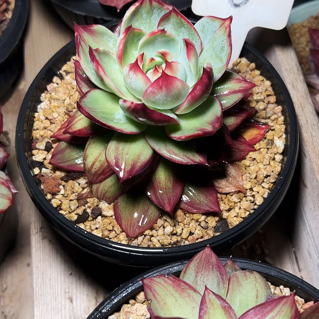 木***嘻惊鸿仙子一物一拍5号