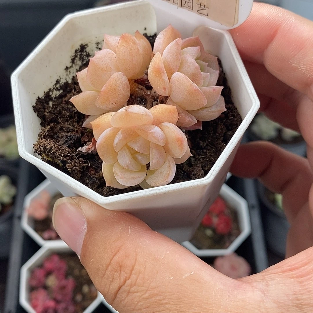 0097 冰贵妃 4.5cm
