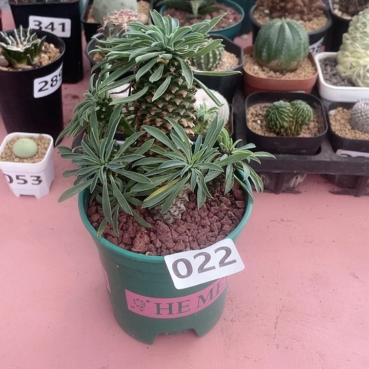 022铁甲麒麟大戟植物