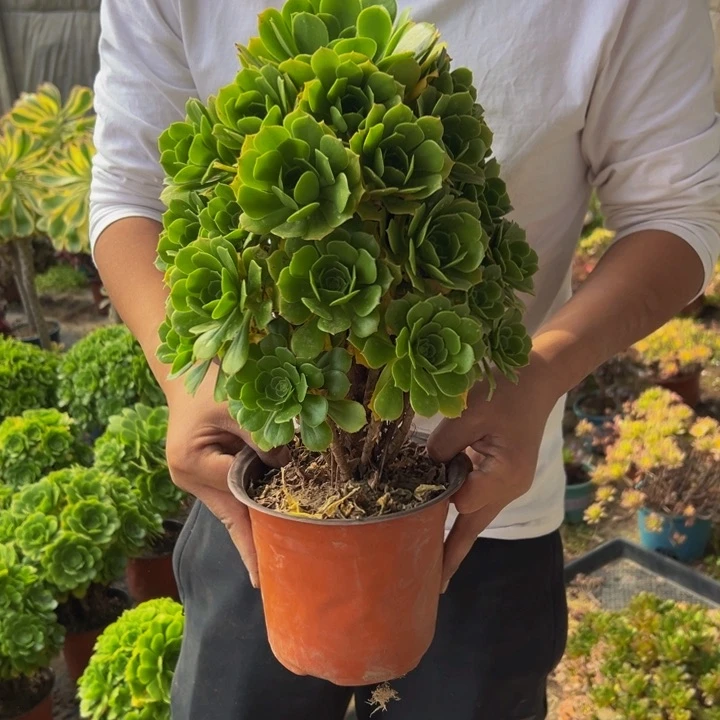 16.8绿玫瑰一棵包邮