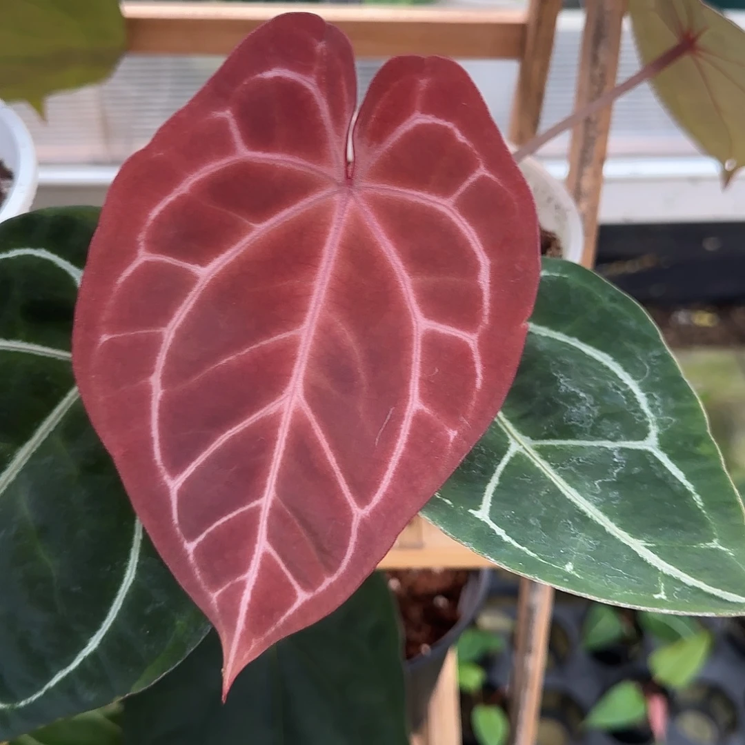 完全开放优选红水晶