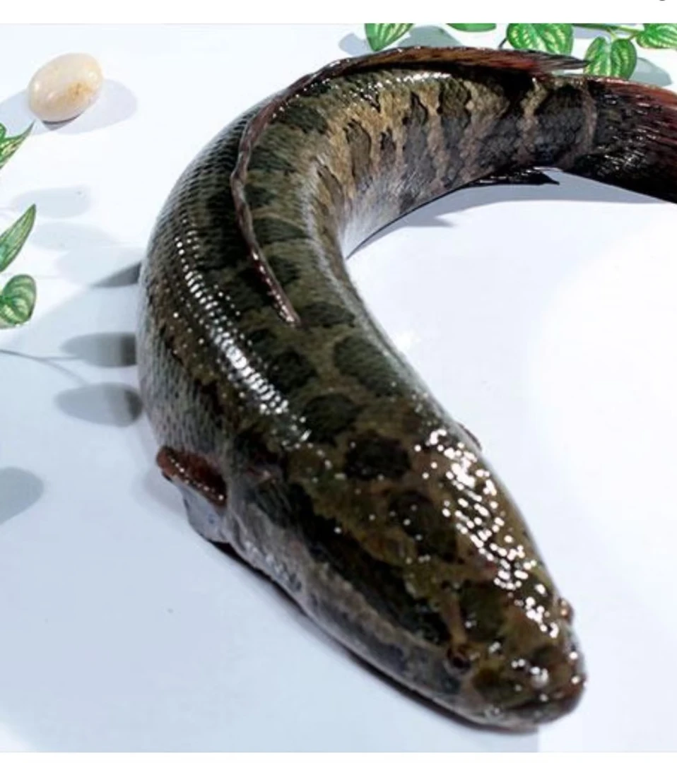 安徽正宗野生鲜活黑鱼