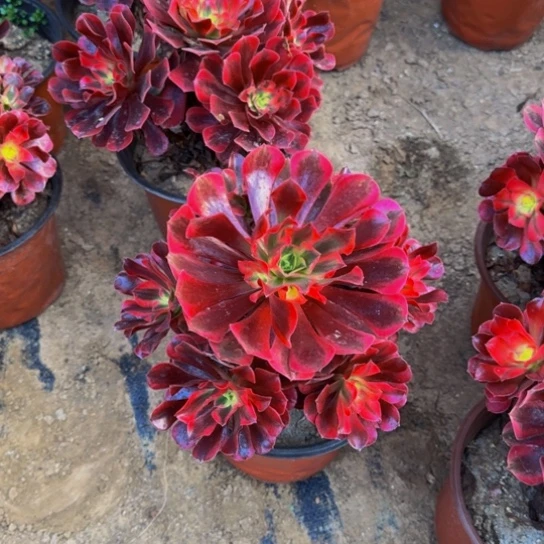 美杜莎9.9多肉植物