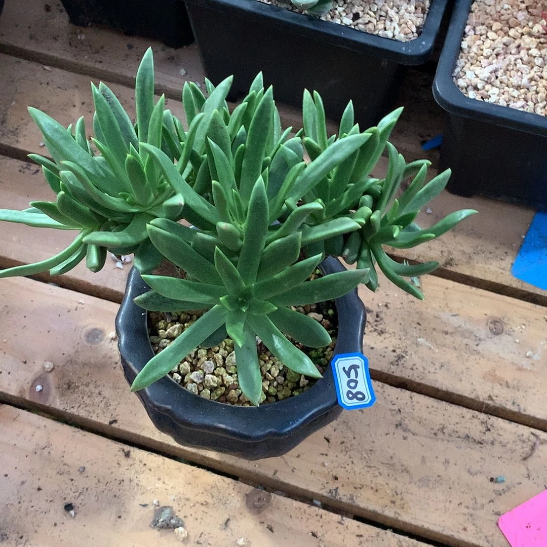 508仙女杯一物一拍多肉