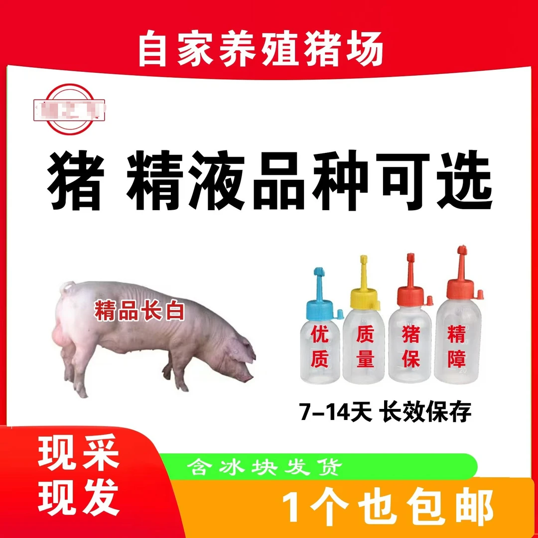 长白猪精包原种包邮生态养殖健康大白猪精包原种包邮生态养殖健康