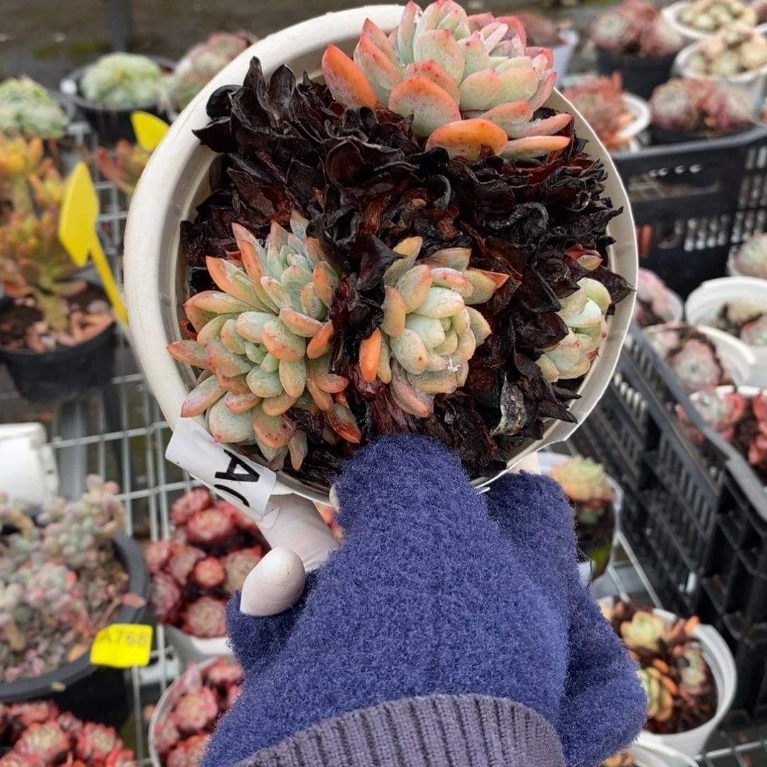 006全明星一物一拍