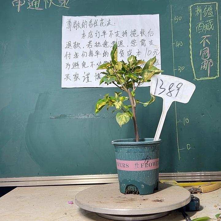 当前无花栽培后可以开花金心龙舌 1389