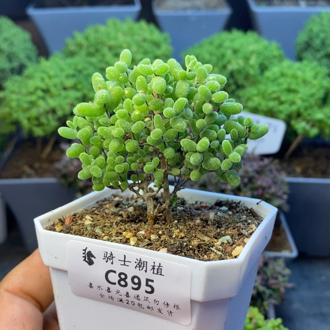 895蜜橘糖球枝干多肉