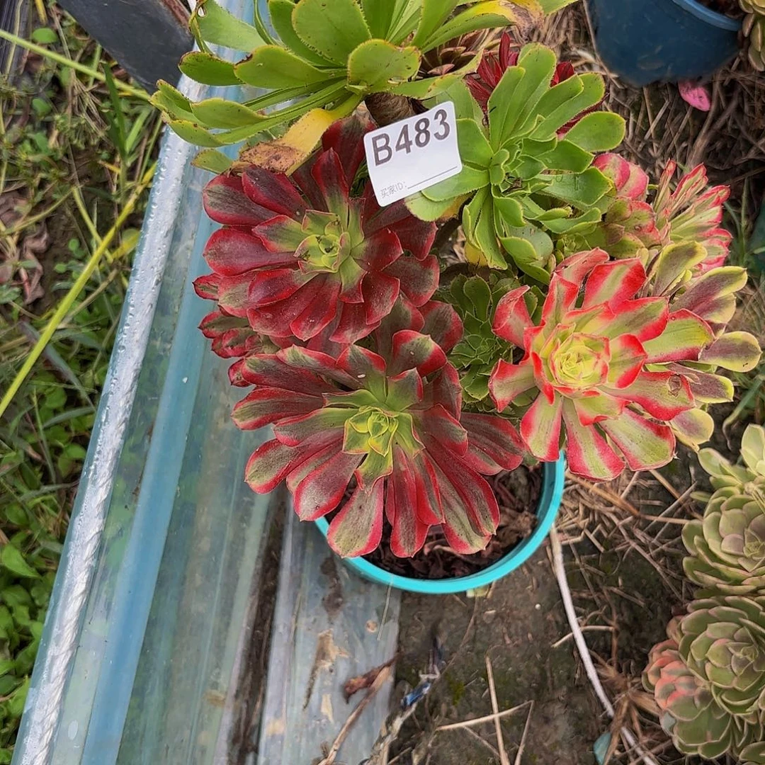 家里的法师8-15偏远不包邮