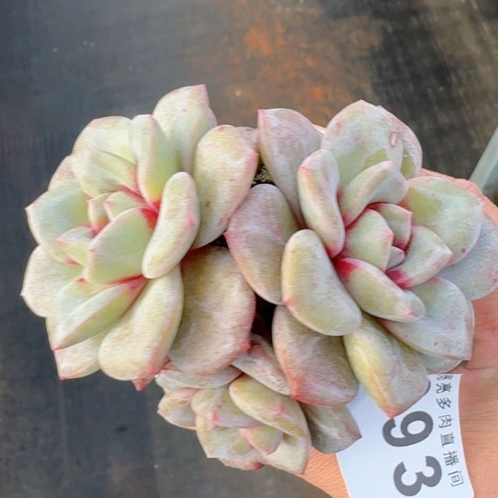 德国香槟         精控精养多肉植物